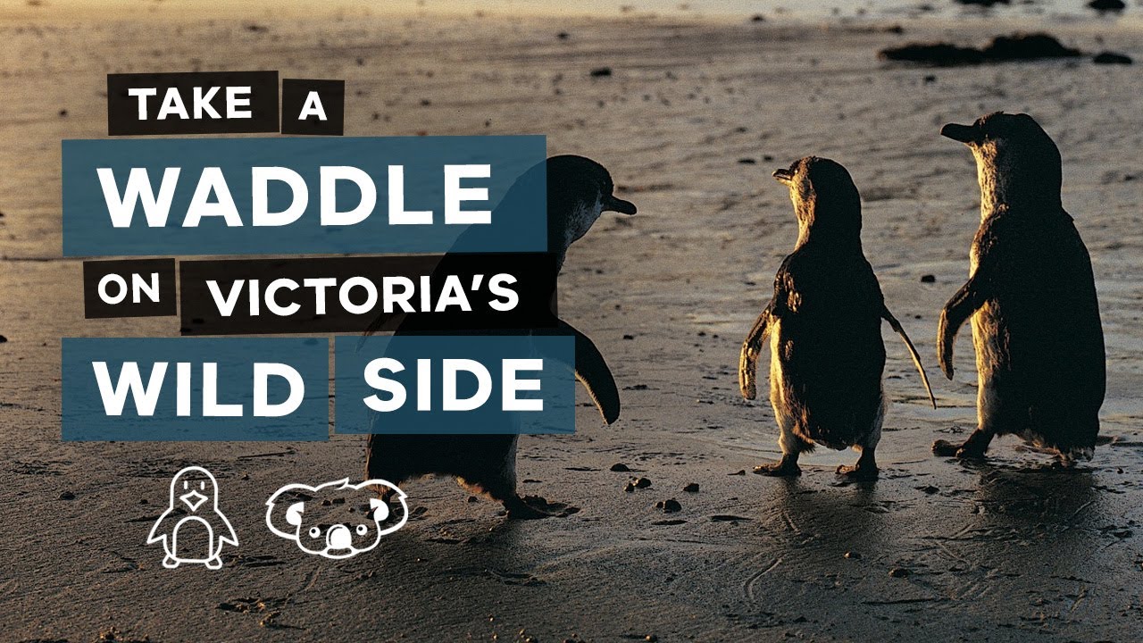 Take a Waddle on the Wild Side of Regional Victoria