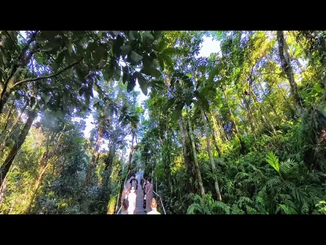SkyRail Cairns Red Peak