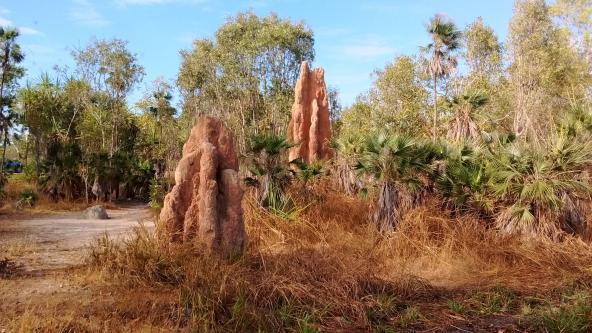 Litchfield Nationalpark Northern Territory Termitenhügel