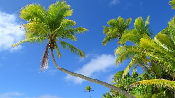 One Foot Island Palmen Cook Inseln Aitutaki