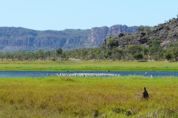 Arnhem Land Gunbalanya Pelikane Australien entdecken