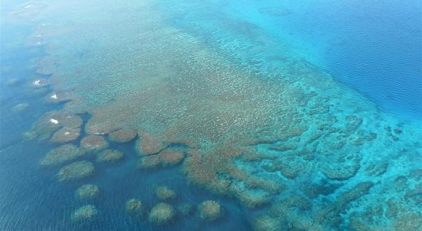 Fiji Tauchen Softkorallen Südsee