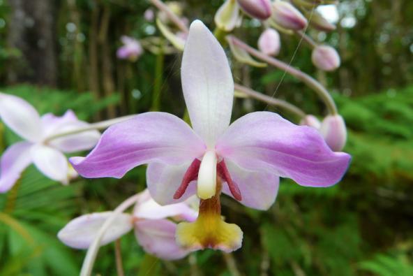 Orchideen Garten Südsee Fiji entdecken Viti Levu