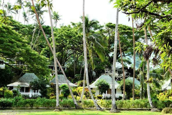 Vanua Levu Palmen Südsee Fiji Entdecken