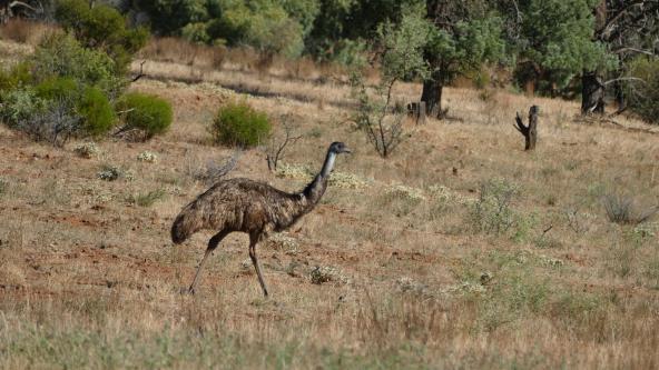 Emu Ikara Flinders Ranges Nationalpark Südaustralien entdecken