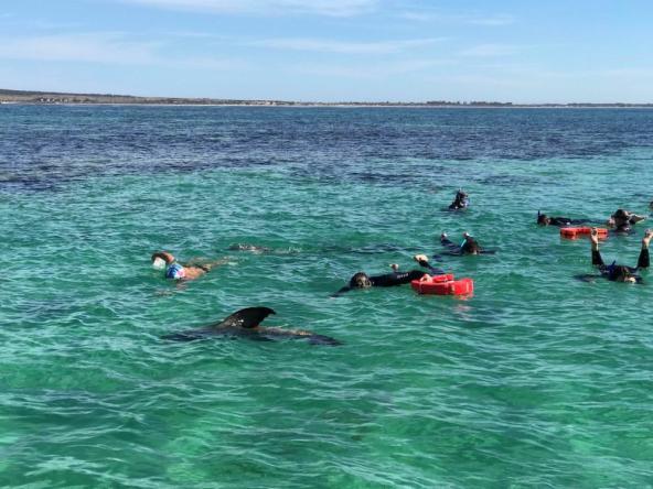 Eyre Halbinsel Südaustralien Meer Seelöwen Schnorcheln Baird Bay
