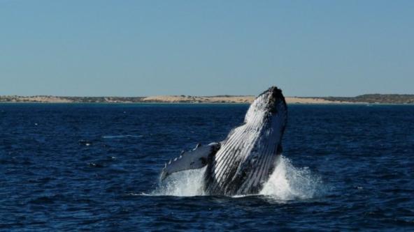 Ningaloo Reef Buckelwal blaues Meer Westaustralien entdecken