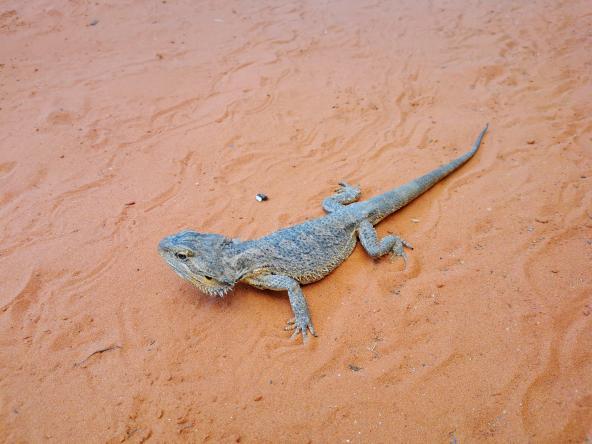 Alice Springs Rotes Zentrum Northern Territory entdecken Kragen Echse