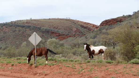 Mereenie Loop Brumby Rotes Zentrum Wildpferde Australien entdecken Northern Territory