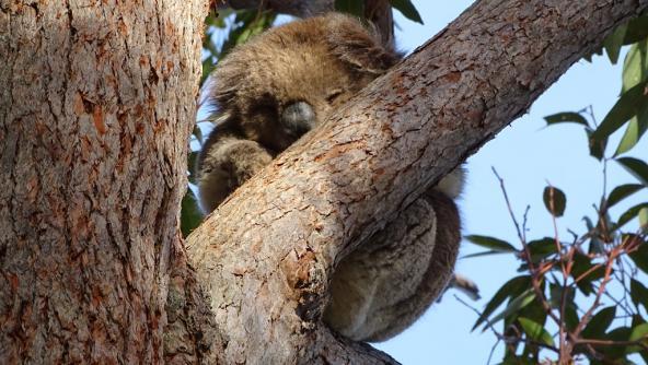 Koala Australien Victoria Mallacoota Inlet Baum