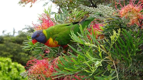 Jervis Bay Allfarblori Papagei Vogel Australien New South Wales