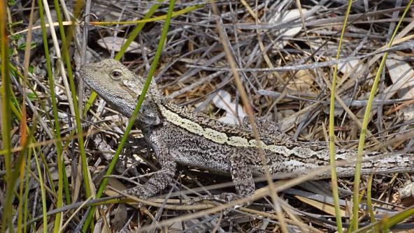 Mallacoota Croajingolong Nationalpark Australien New South Wals Echse