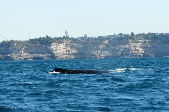 Whale Watching 