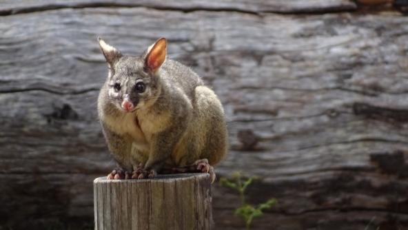 Possum Ben Boyd Nationalpark New South Wales Australien Küste