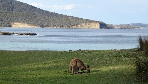 Küste Murramarang Nationalpark Känguru Australien New South Wales