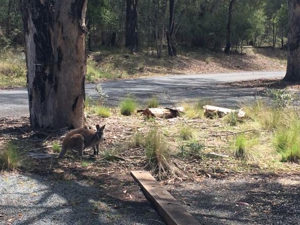 Wallaby in Tidbinbilla