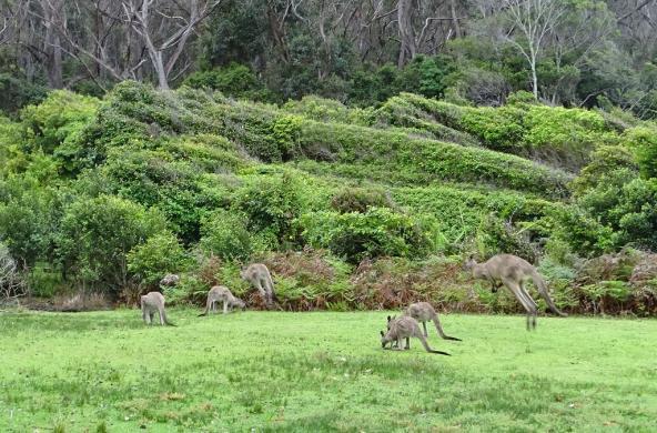 Murramarang Nationalpark Pebbly Beach New South Wales Australien Küste