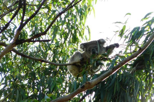 Phillip Island Victoria Australien Koala