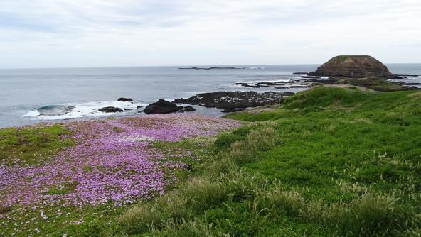 Round Island Phillip Island Victoria Australien 