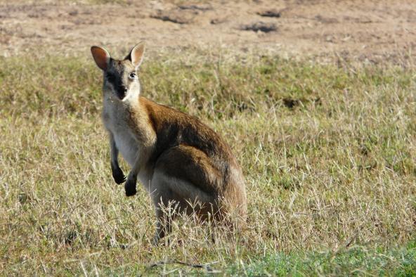Wallaby