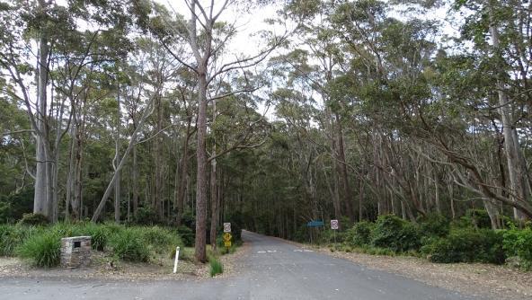 Depot Beach Wald Murramarang Nationalpark Australien NSW