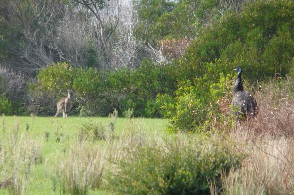 Airfield Emu Kängurus Wilsons Promontory Nationalpark Australien Victoria