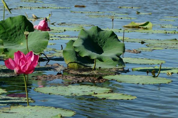 Seerose
