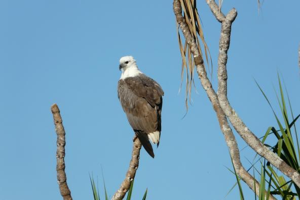Weissbauchseeadler