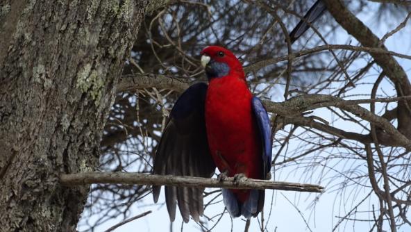 Wilsons Promontory Victoria Australien Küste Vögel Papageien