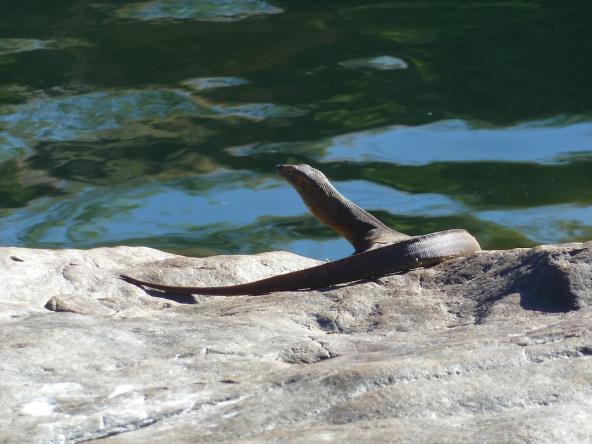 Es gibt noch andere Gaeste an der Manning Gorge