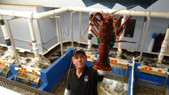 Lobster Shack