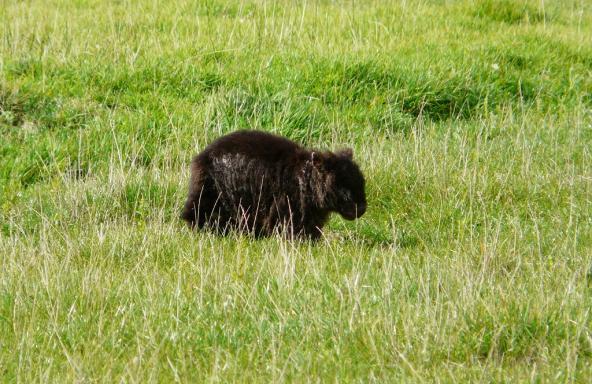 Baby Wombat Wilsons Promontory Victoria Australien entdecken