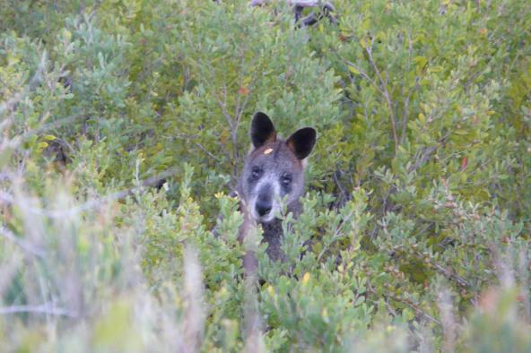 Wallaby Wilsons Prom Busch Nationalpark Victoria Australien