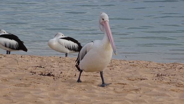 Pelikane sind ebenfalls am Monkey Mia Beach anzutreffen und freuen sich auf die Fütterung 