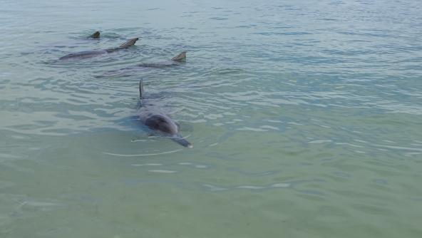 Die Delphine schwimmen schon frühmorgen am Strand und können sogar vom Frühstückstisch beobachtet werden