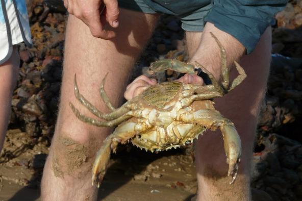 Mud Crab