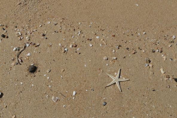 Seestern am Strand
