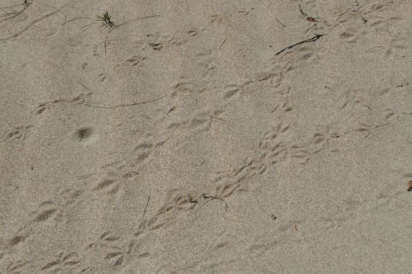 Vogelspuren im Sand