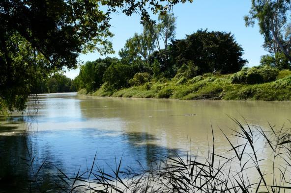 Krokodile im Fluss