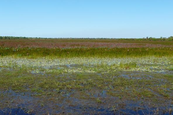 Mamukala Wetlands