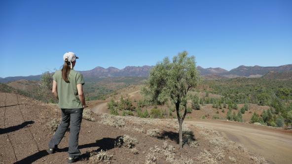 Flinders Ranges Südaustralien Australien entdecken Outback Explorers Way