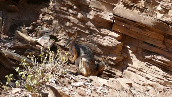 yellow footed rock wallaby Flinders Ranges Südaustralien Brachina Gorge