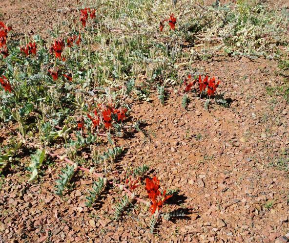 Wüstenerbste Sturts Desert Pea Explorers Way Outback Südaustralien