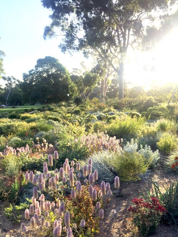 Der Botanische Garten im Kings Park erstrahlt im Blumenmeer