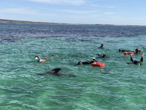 Baird Bay ist eine langgezogene Bucht mit Campingplatz und Ferienwohnungen/Häusern. Pelikane begrüßen uns am Strand.