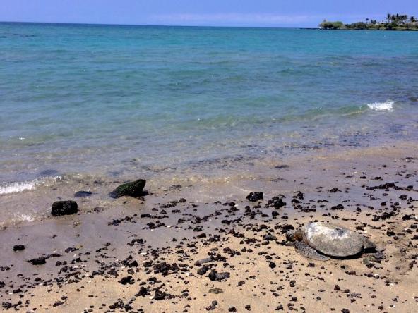 Schildkröten am Strand vom Lava Lava Beach Club