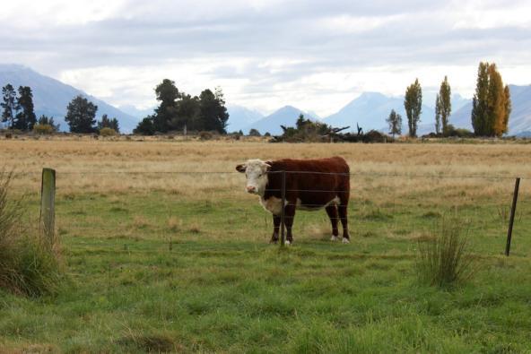 Ein Neuseelandrind auf der Farm Mt. Nicholas nahe Queenstown