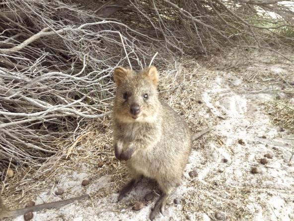 Ein niedlicher Quokka auf Rottnest Island
