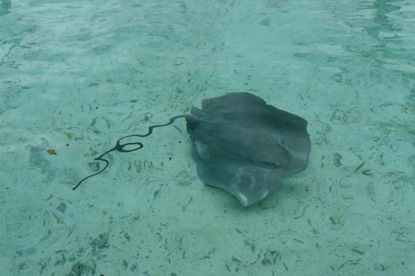 Stachelrochen Bora Bora