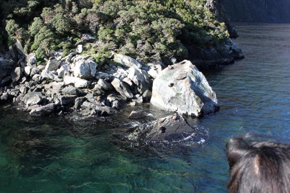 Robben im Milford Sound